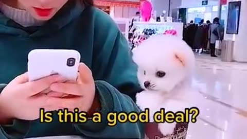 "Furry Funnies: Watch these Dogs Steal the Show!"