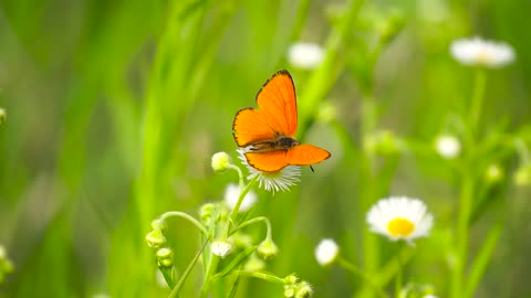 Beautiful butterfly flying