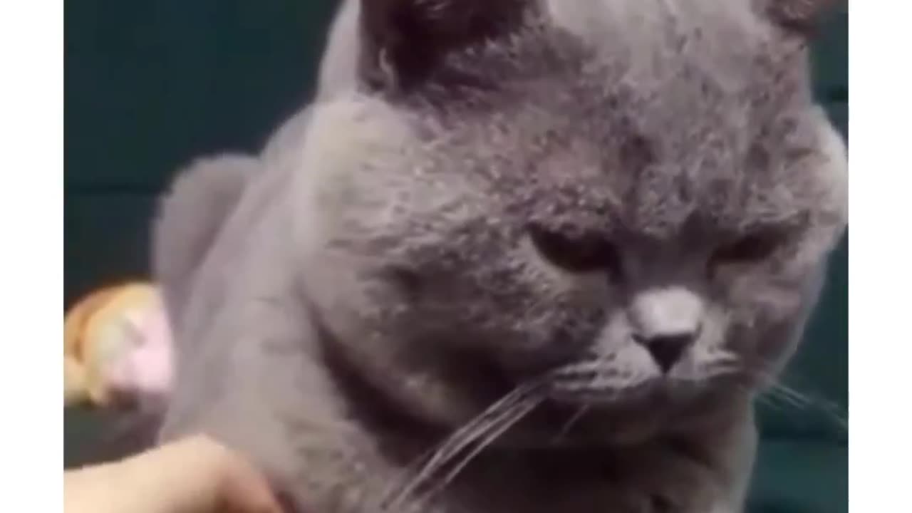 Sad cat