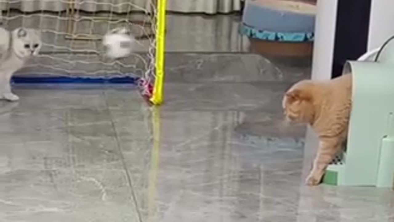 Cat play funny 😄 football ⚽️ game