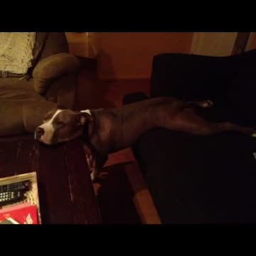 Pit Bull relaxes in hilarious fashion