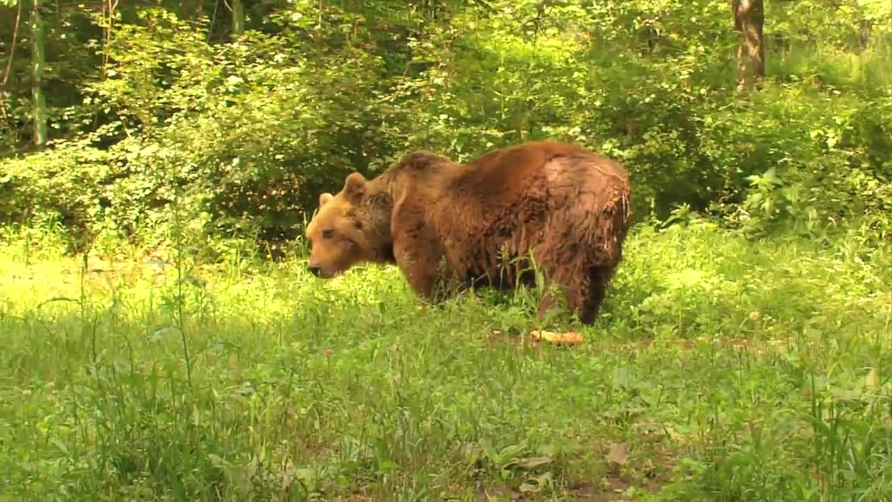 Docu Animali e Natura in Italia