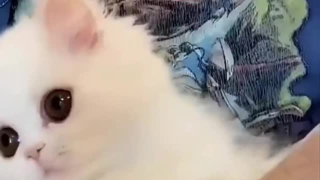 Cute moments for animals