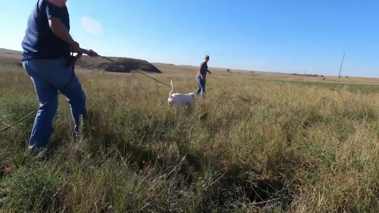 Free Dog training most video