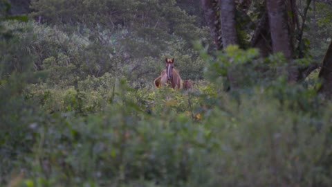 Horse In Nature