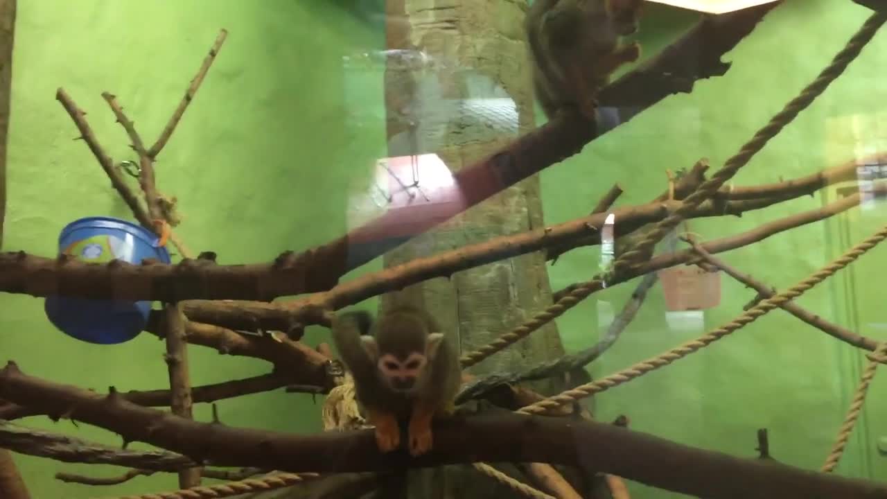 Squirrel Monkeys