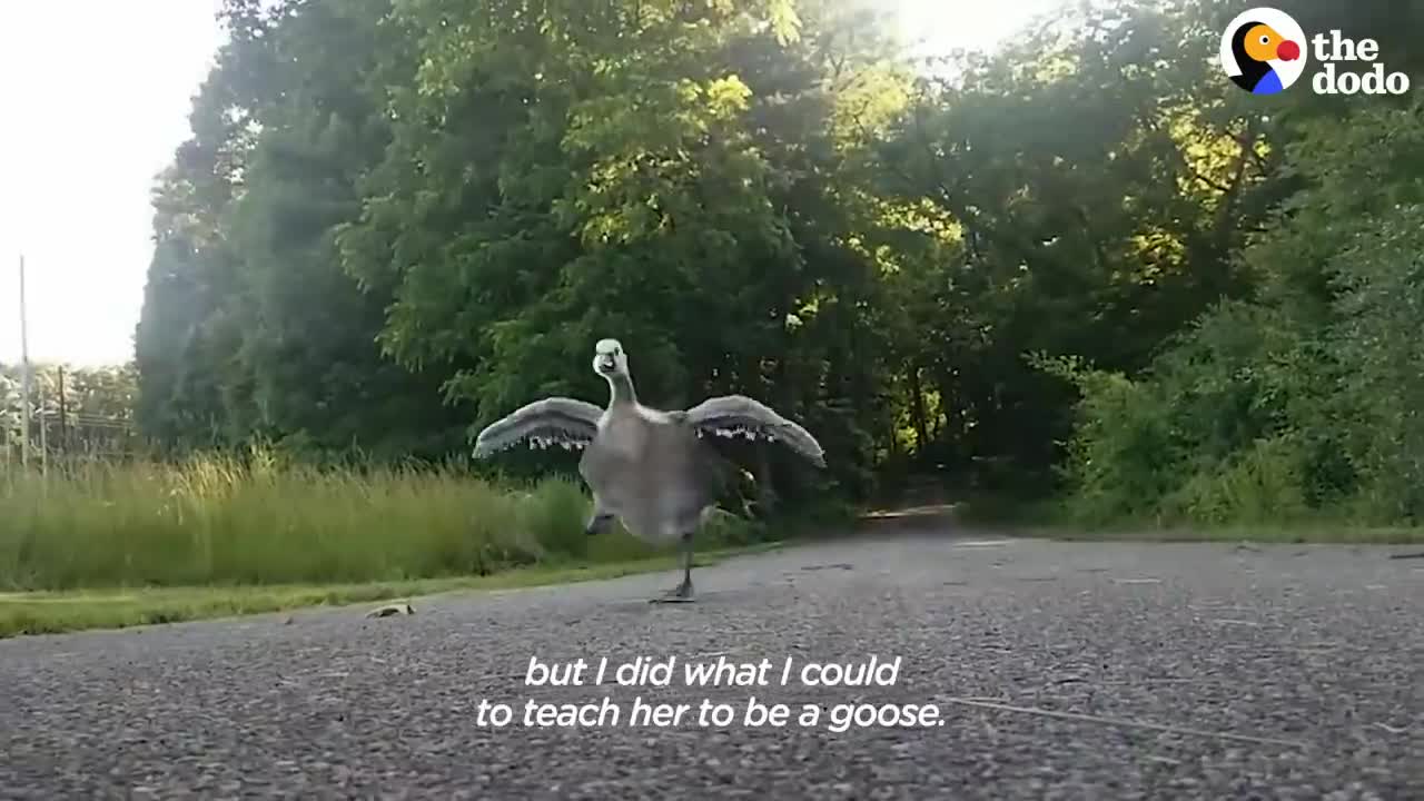 Guy Teaches His Rescued Gosling How To Fly | The Dodo Soulmates