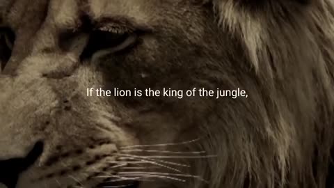 LION MENTALITY - Motivational Video_Cut1