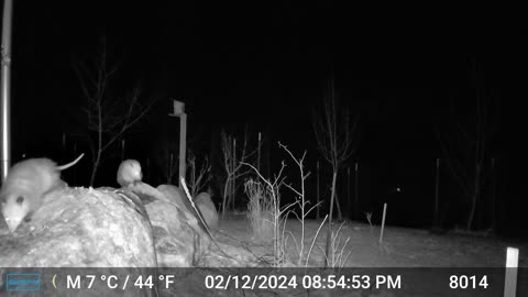 Two Opossums on the Rocks
