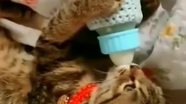 Cute and Funny Cat videos for your smiling 😀