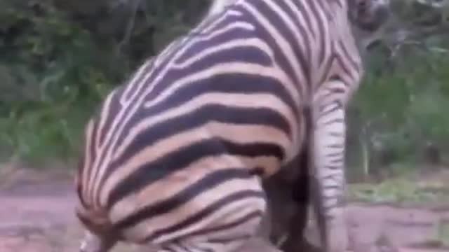 Hyena Attacks Zabra