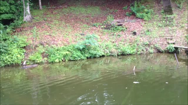 Fishing For Large Mouth Bass Using Zoom Flukes