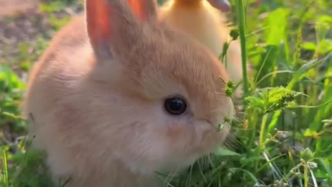 Rabbit love with duck 🦆 new love video