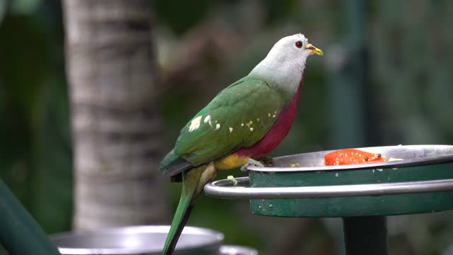 CatTV: Green Bird