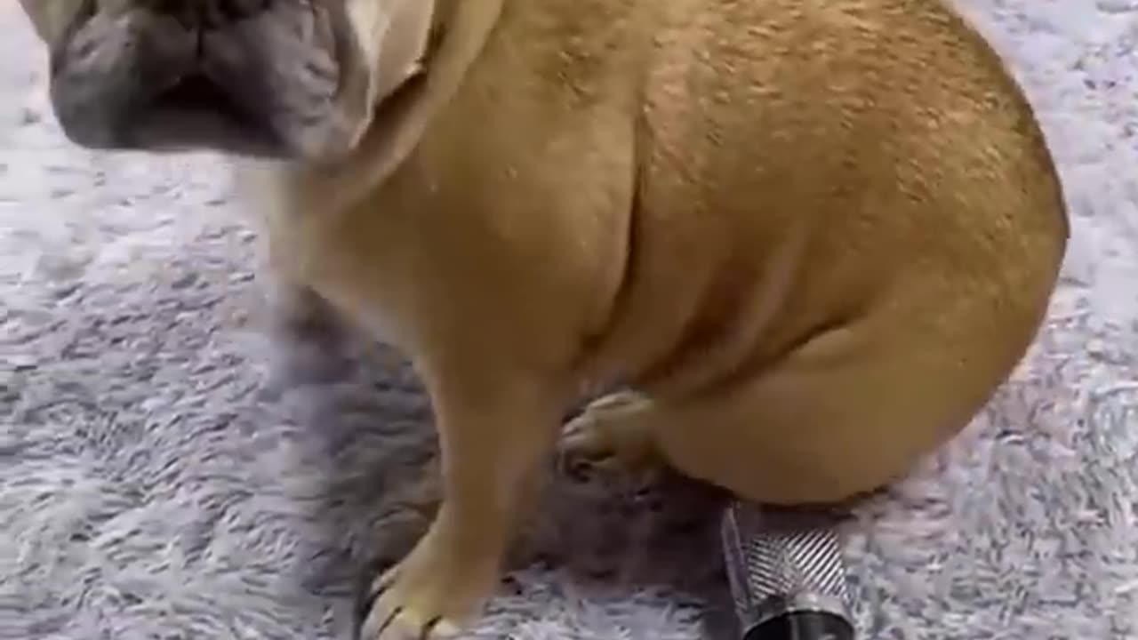 Funny Animal video