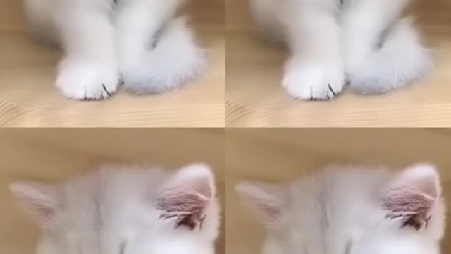 OMG So Cute Cats ♥ Best Funny Cat ❤️🐈Videos 2021 #shorts