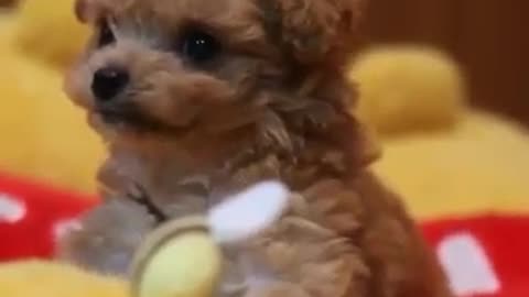 Cute dog viral video