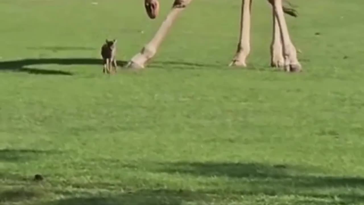 Adult giraffe playing with baby deer