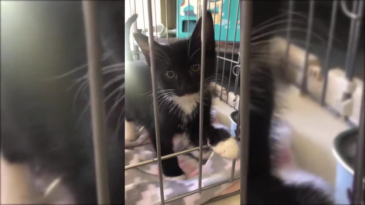 Aww! Cute Kittens😻 - Short Funny Pets Video