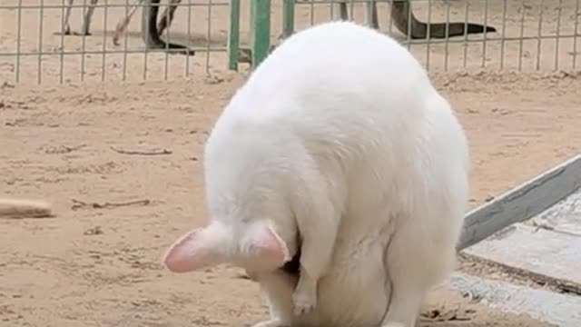 A pink white kangaroo