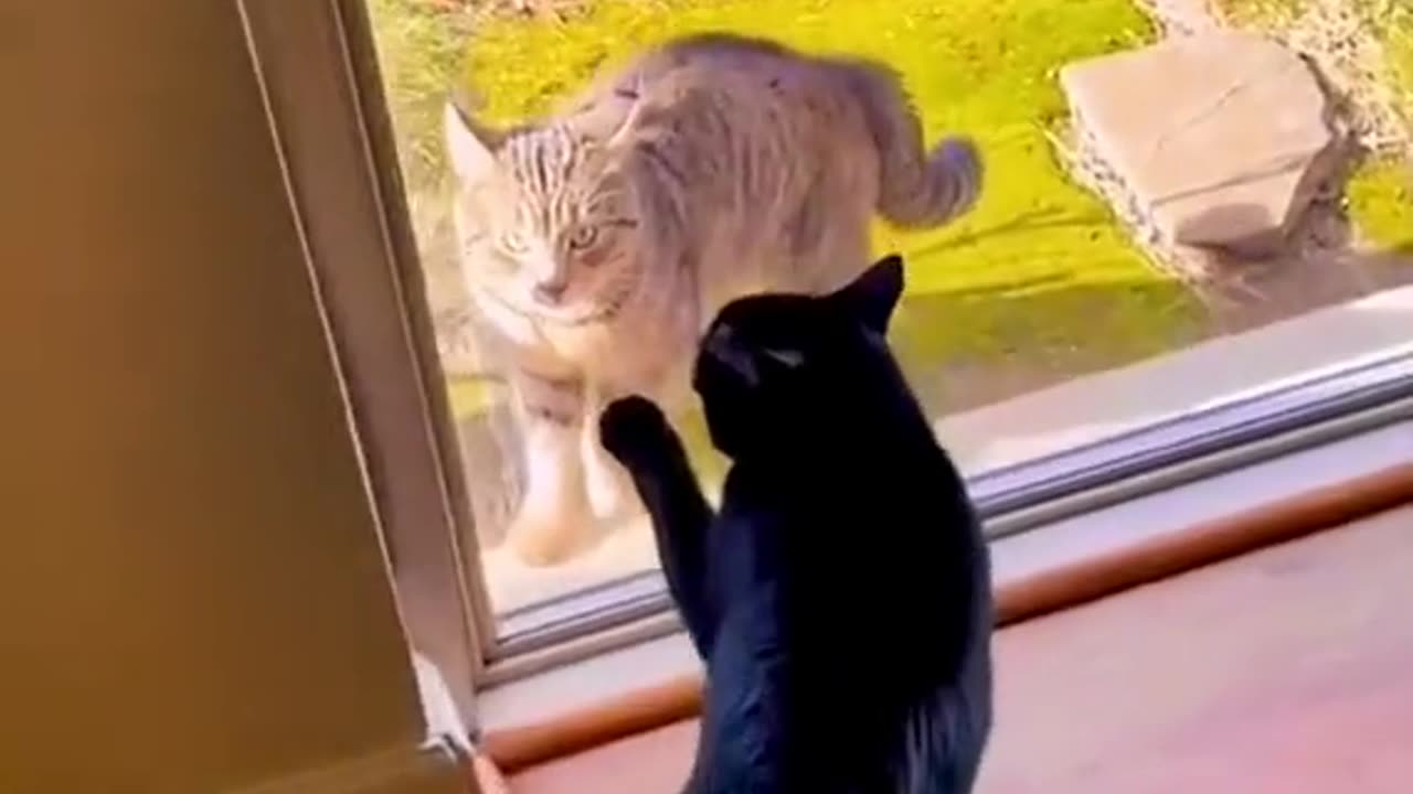 Funny Animals Compilation