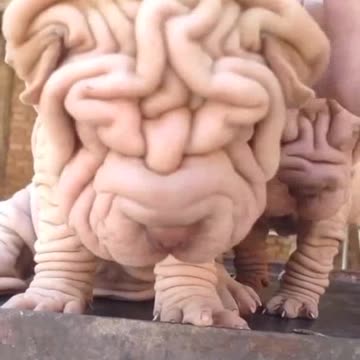 World big body dog in training center