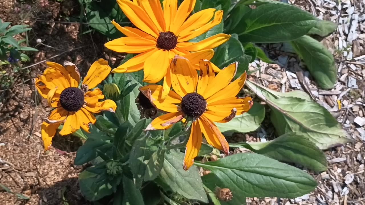 Black-eyed Susans