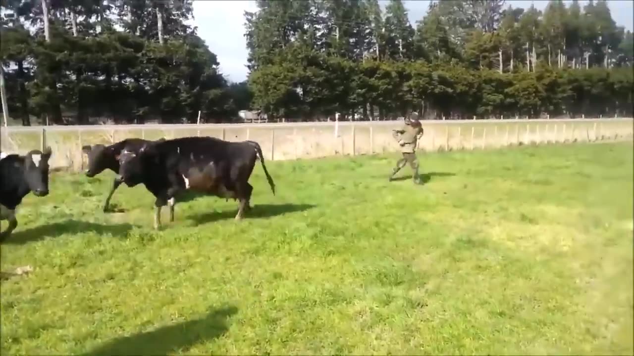 mother cow protects baby calf attacks dairy farmer