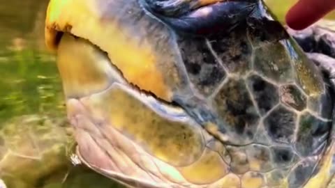 Animal world amazing 98