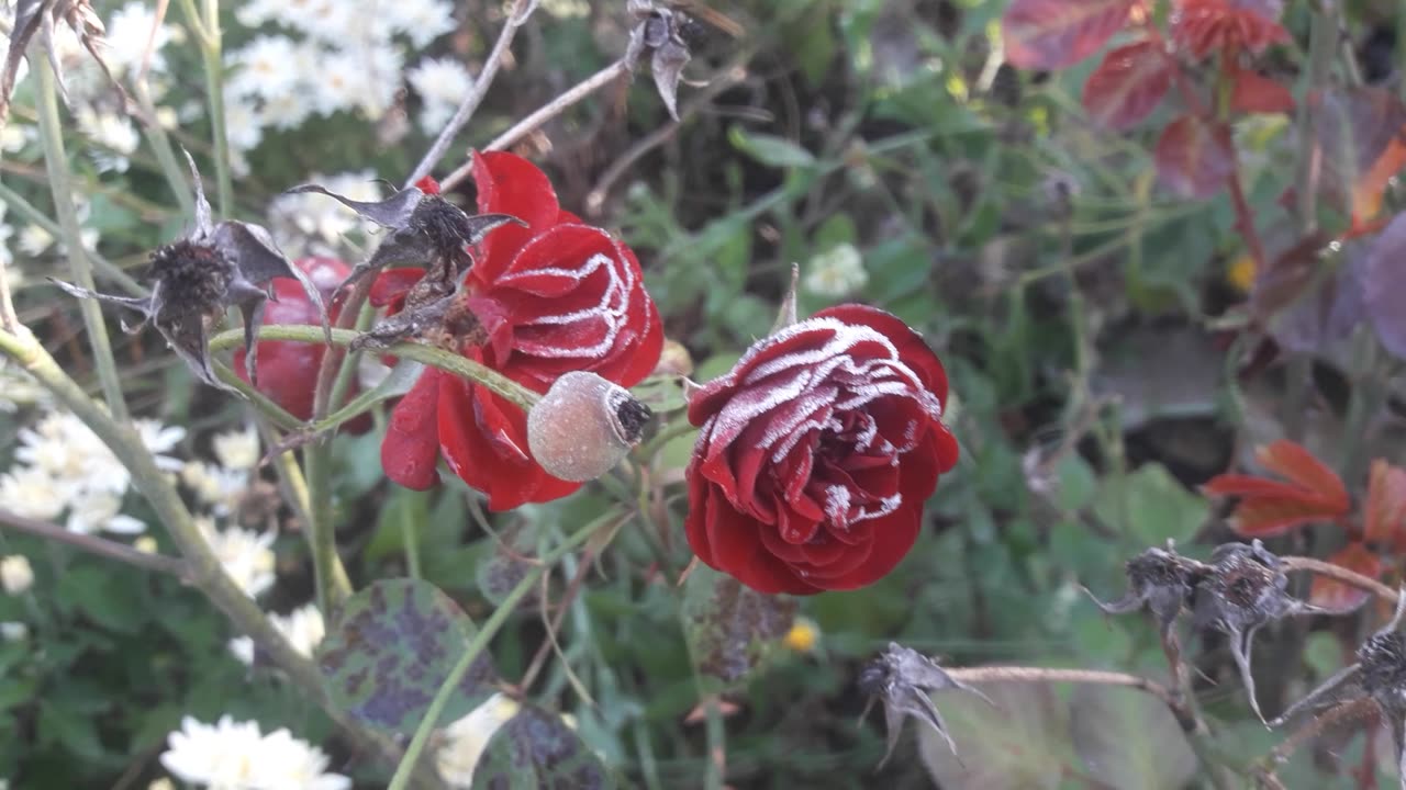 Frozen roses