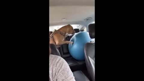 Animal funny videos