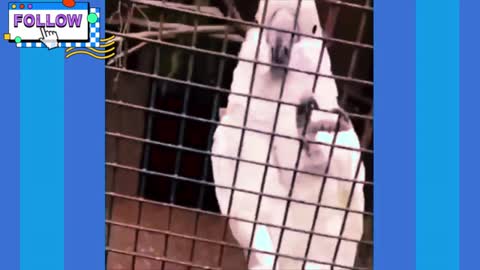 # 4 Funny Birds