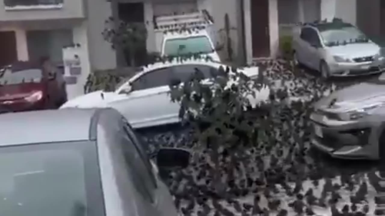 In Mexico, birds have started to congregate in the streets