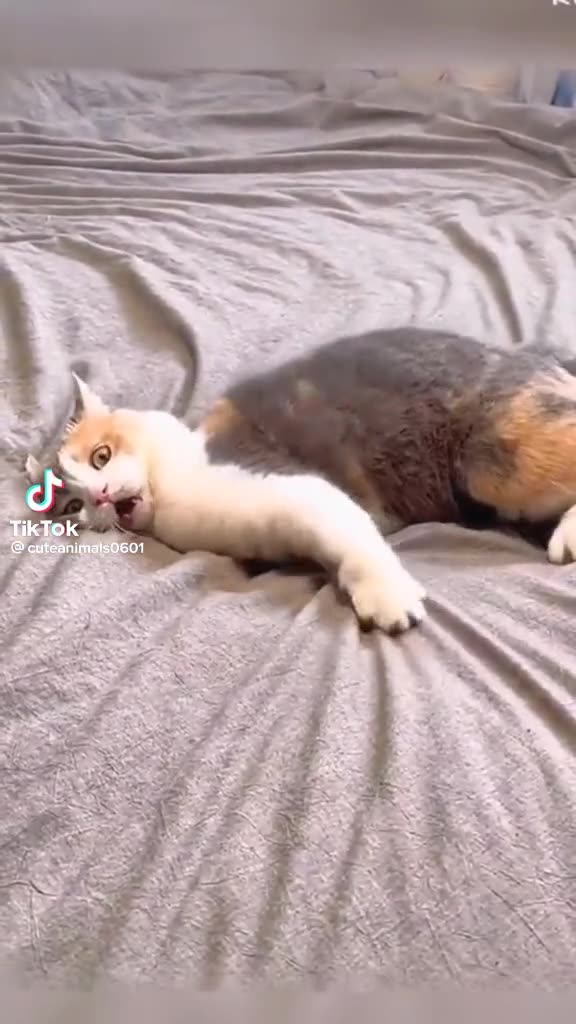 Funny cats😺Part 3