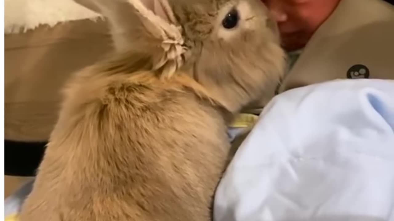 Rabbit is ready to be a big brother 🐇♥️