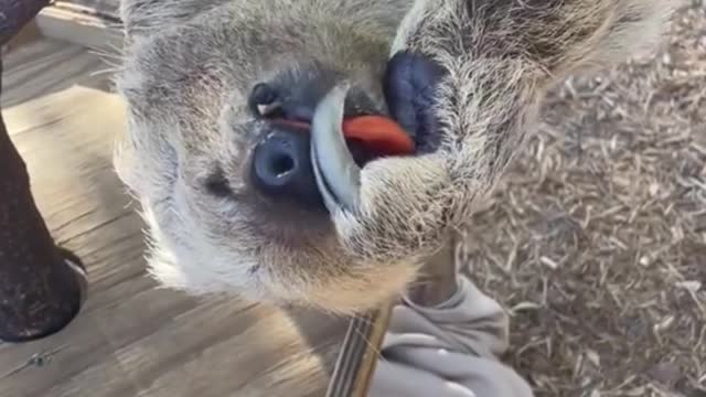 Sloths are really slow
