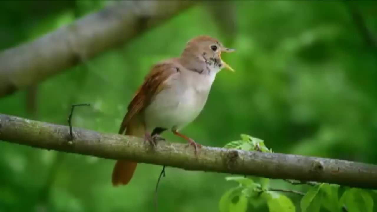 sining nigthtingale the bedt bird song