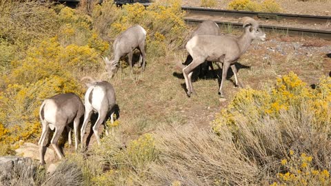 Big Horn Sheep at Grand Canyon