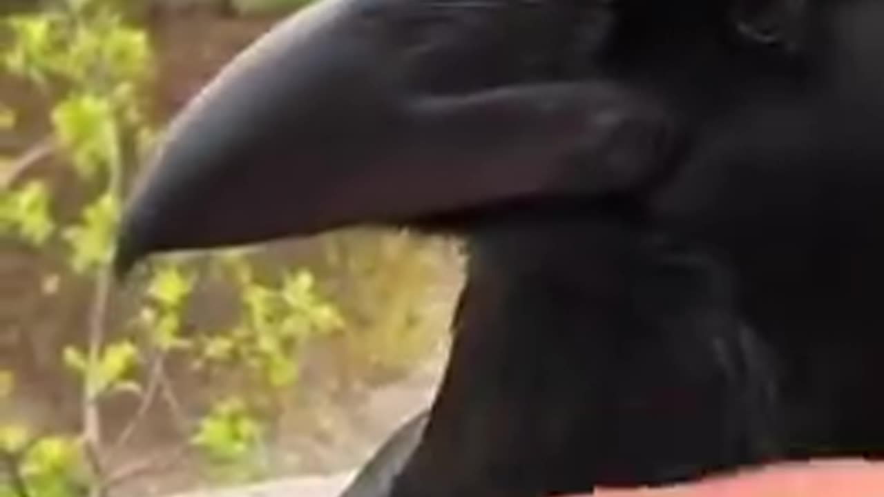 How intelligent Are Crows?