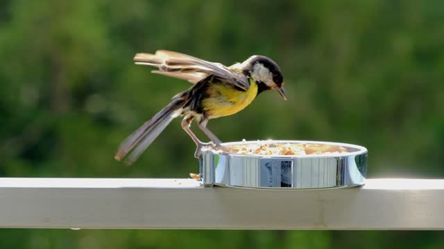 yellow bird eating