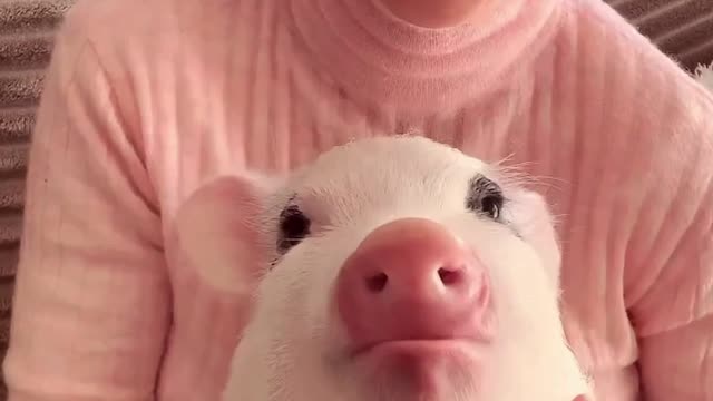 Little Piggy Loves Strawberries