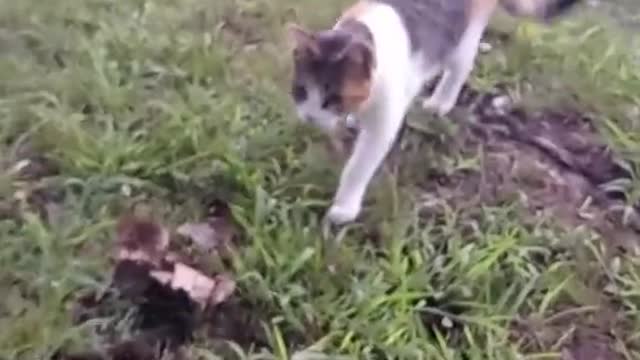 Cat Leads Owner to Pile of Cold Baby Squirrels