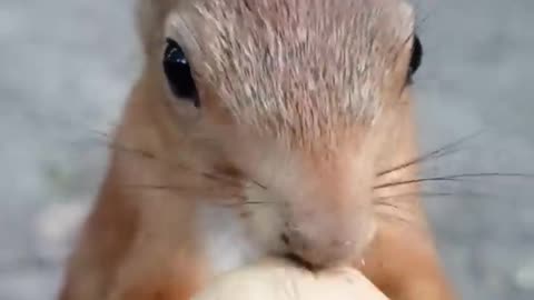 быстрее, чем я _ Squirrel opens walnuts faster than I do.mp4