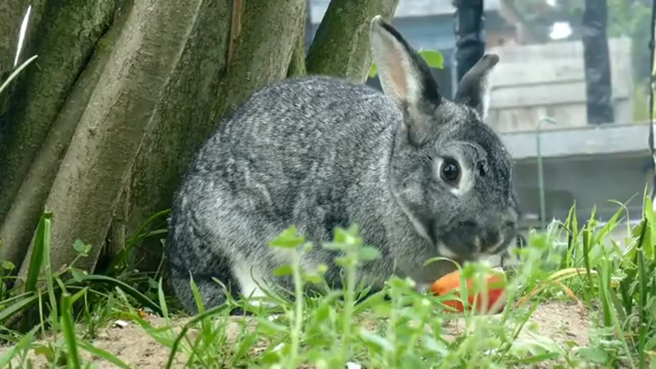 Funny rabbit video 🐇