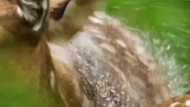 As Aves Mostrando Como se Livram da Água...