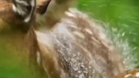 As Aves Mostrando Como se Livram da Água...