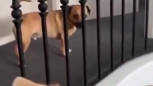 Funny dogs video dog baby