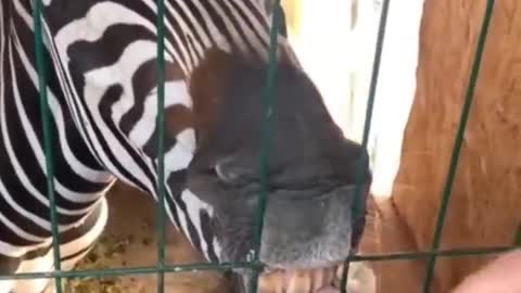 FUNNY DOGS VEDIOS