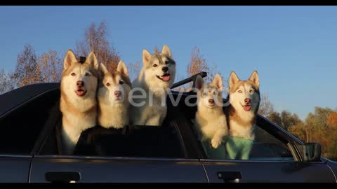 Group of husky dogs