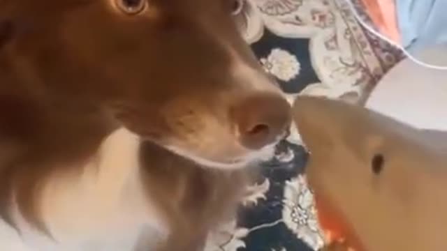 Cute and Funny Puppies Reaction Videos # Smart Dog # Lovely Pet #shorts